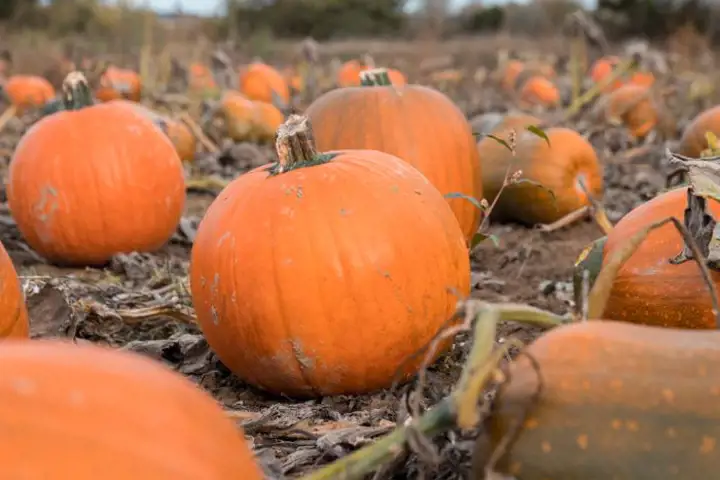 Pumpor på åker